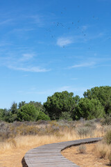 Donana National Park, Andalusia, Spain. 28 August 2025. Wooden boardwalk through dry landscape.