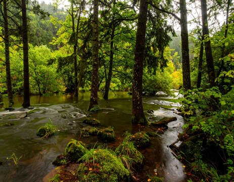 Lush forest stream, flooded floor, misty