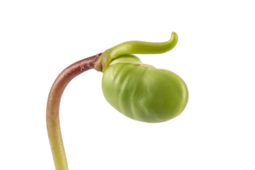 Close-up of a sprouting bean seed against a transparent background, showcasing its early growth. background removed