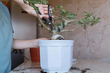 Closeup of hands pruning adenium plant trunk with secateurs, bonsai styling and indoor gardening...