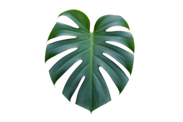Single, large, heart-shaped Monstera deliciosa leaf, isolated on a transparent background, showcasing its vibrant green color and unique fenestrations. background removed