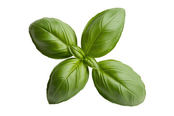 A sprig of fresh basil leaves, isolated on a transparent background, vibrant green. background removed