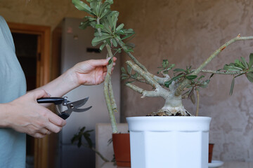 Hands pruning Adenium branch with garden shears in a white pot. Plant care, bonsai styling, home...