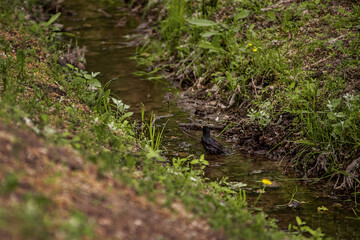 Blackbird enjoys a refreshing bath in a small, clear stream surrounded by lush greenery and wildflowers, creating a serene and natural setting in a forested area