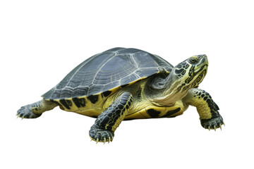 Obraz premium A vibrant green and black turtle with sharp claws, isolated on a transparent background. background removed