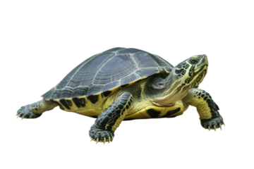 A vibrant green and black turtle with sharp claws, isolated on a transparent background. background removed