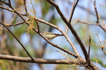 The greenish warbler (Phylloscopus trochiloides viridanus) is a widespread leaf warbler. This photo was taken in Northwest India.