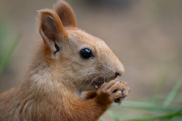 Squirrel face in closeup, eating nut.