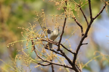 The greenish warbler (Phylloscopus trochiloides viridanus) is a widespread leaf warbler. This photo was taken in Northwest India.
