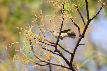 The greenish warbler (Phylloscopus trochiloides viridanus) is a widespread leaf warbler. This photo was taken in Northwest India.