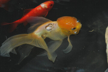 The photograph shows a strange goldfish