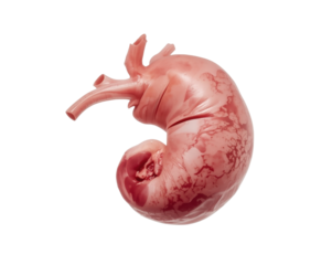 3D human stomach model visualizes the digestive system's organ in realistic detail rendering