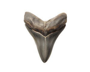 A fossilized megalodon tooth resting on a glossy reflecting surface reveals its intricate details