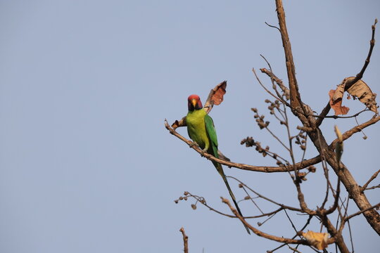 The plum-headed parakeet (Psittacula cyanocephala) is a species of parakeet in the family Psittacidae. This photo was taken in North Inida.