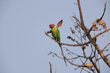 The plum-headed parakeet (Psittacula cyanocephala) is a species of parakeet in the family Psittacidae. This photo was taken in North Inida.