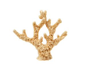 Obraz premium Captivating isolated coral specimen reveals nature's intricate design against a stark contrast