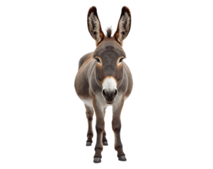 Charming donkey portrait with a direct gaze, showcasing its gentle demeanor and unique character