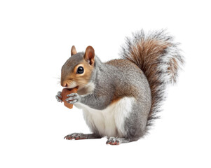 Obraz premium Charming squirrel holding a nut in its paws isolated against a solid color backdrop
