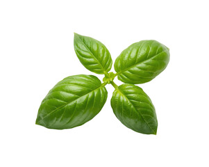 Close-up of Fresh Green Basil Leaves, A Vibrant Culinary Herb on a Clean Surface