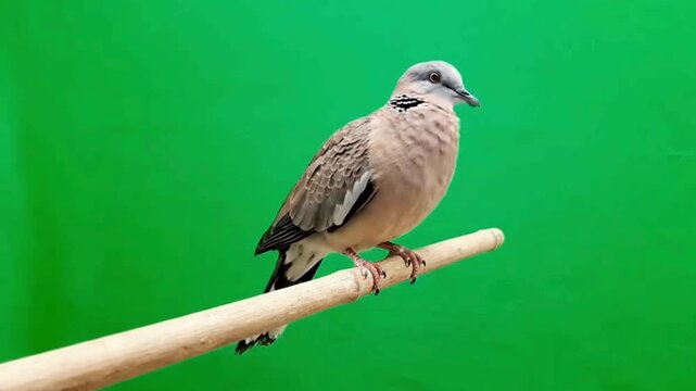 Collared dove perched on a wooden stick against green background.