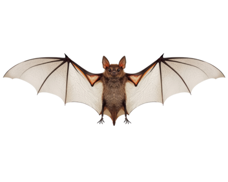 Detailed studio shot showcases a bat mid-flight isolated, wings outstretched, showcasing membranous patterns