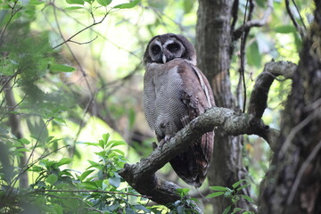 The brown wood owl (Strix leptogrammica newarensis)  in North India.