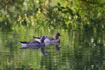 Two Egyptian goose chicks on the stream with beautiful reflections, green leaves and branches are reflected in the lake, young Alopochen aegyptiaca swim in the lake, Egyptian goose chick drinks water