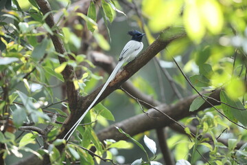 The Indian paradise flycatcher (Terpsiphone paradisi) is a medium-sized passerine bird native to Asia, 