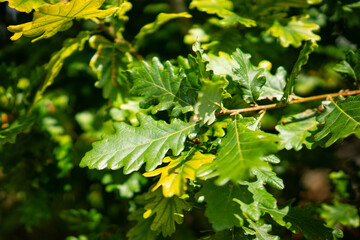 Green oak leaves in sunlight close-up. Fresh foliage on tree branch in summer.