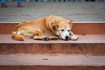 A brown dog in the steps of the temple in Kandy Sri Lanka.