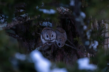 北海道のモモンガ / Siberian Flying Squirrel in Hokkaido