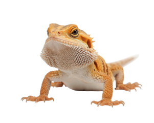 Majestic Bearded Dragon Portrait Displaying Scales and Unique Skin Texture in Studio Quality