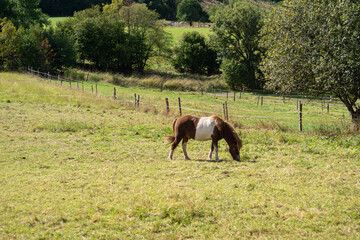 Brown and white horse grazing in a green meadow. Rural countryside scene with animal and nature.