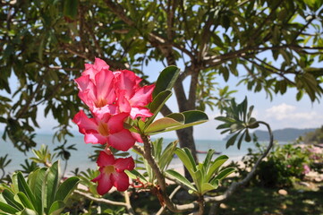 pink flowers on a beach in Ayia Napa