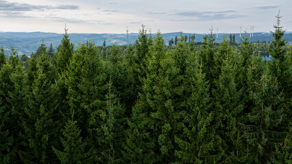 Dense evergreen forest with tall spruce trees. Natural green landscape in summer light.