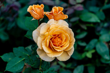 Beautiful yellow roses on a green background.
