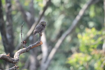 The Asian barred owlet (Glaucidium cuculoides), also known as the cuckoo owlet, is a species of pygmy owl. This photo was taken in North India.