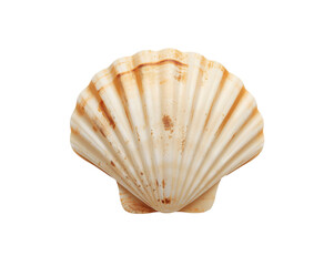 Single Scallop Shell Exhibiting Elegant Ridges and Natural Textures Against a Plain Field