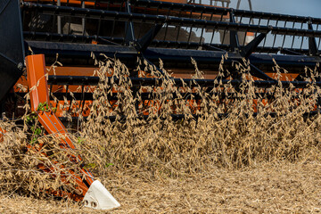 Combine harvester harvesting soybeans during fall harvest season. Soybean farming, agriculture...