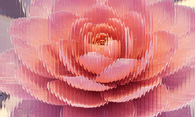 Closeup of a soft pink and orange ornamental cabbage flower with layered petals