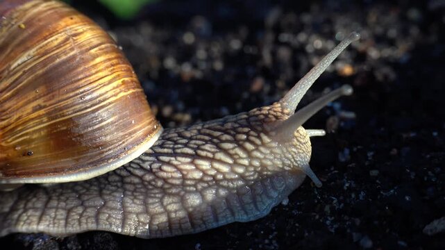 oman snail (Helix pomatia) macro close-up crawling on dark soil, 4K UHD