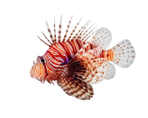 Striking red lionfish swimming gracefully with its venomous spines and distinct striped pattern