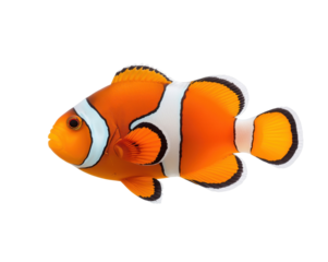 Vibrant clownfish swims gracefully with its striking colors showcasing oceanic life on display