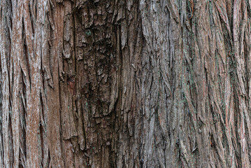 Texture of Natural Tree Bark Close-Up with Intricate Details