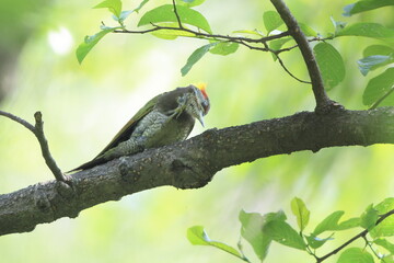Lesser yellownape (Picus chlorolophus chloropus) is a type of woodpecker which is a widespread  in...