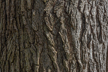 Close-Up View of Natural Tree Bark Texture in Sunlight