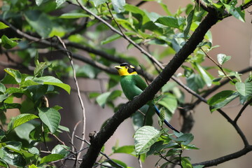 The long-tailed broadbill (Psarisomus dalhousiae dalhousiae) is a species of bird that is found in the Himalayas. This photo was taken in North India.