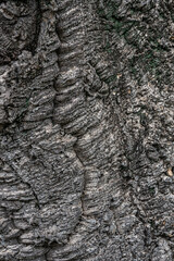 Close-Up of Weathered Tree Bark Showing Natural Patterns and Textures