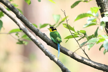 The long-tailed broadbill (Psarisomus dalhousiae dalhousiae) is a species of bird that is found in the Himalayas. This photo was taken in North India.