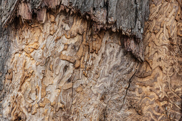 Close-Up of Detailed Patterns in Weathered Tree Bark
